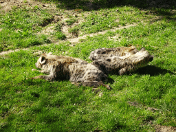 Spotted Hyenas at the Safaripark Beekse Bergen