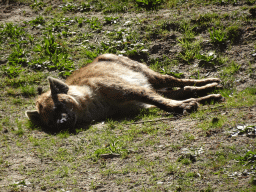 Spotted Hyena at the Safaripark Beekse Bergen