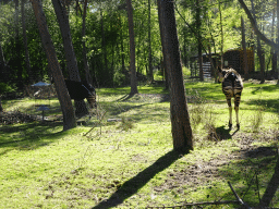Okapis at the Safaripark Beekse Bergen