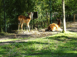 Nyalas at the Safaripark Beekse Bergen