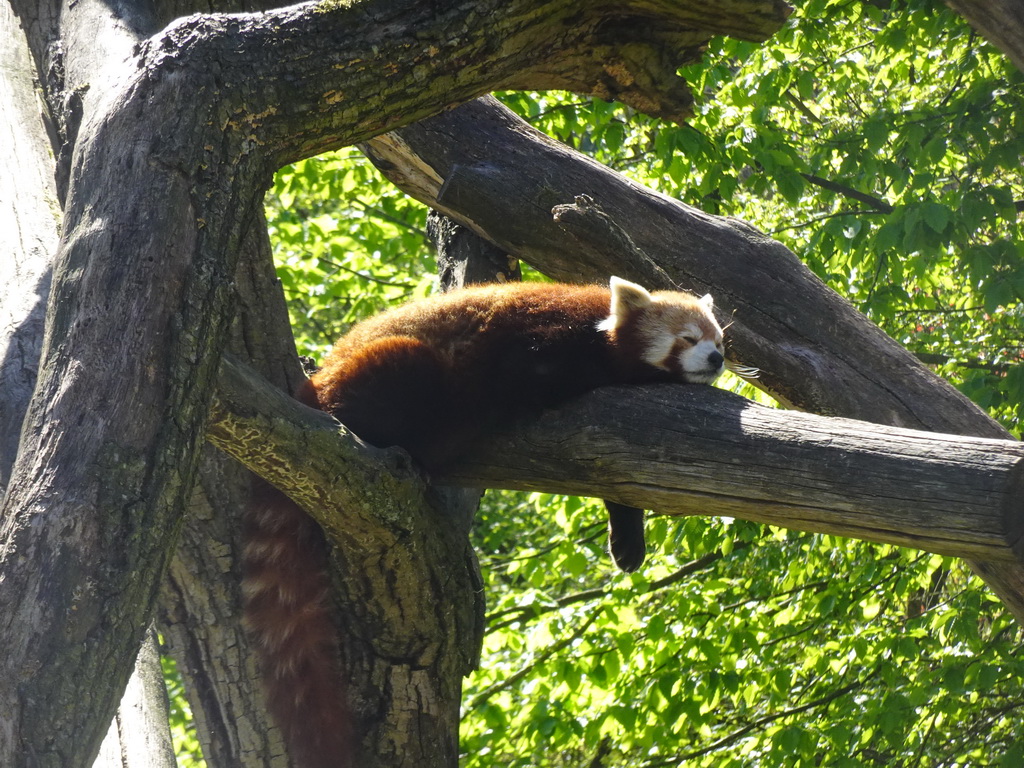 Red Panda at the Safaripark Beekse Bergen