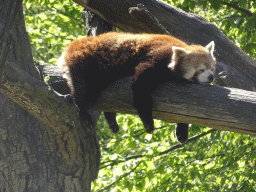 Red Panda at the Safaripark Beekse Bergen