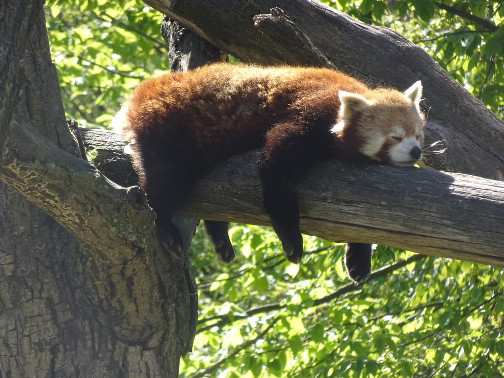 Red Panda at the Safaripark Beekse Bergen