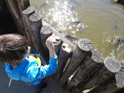 Max feeding bread to Common Carps at the Sitatunga enclosure at the Safaripark Beekse Bergen