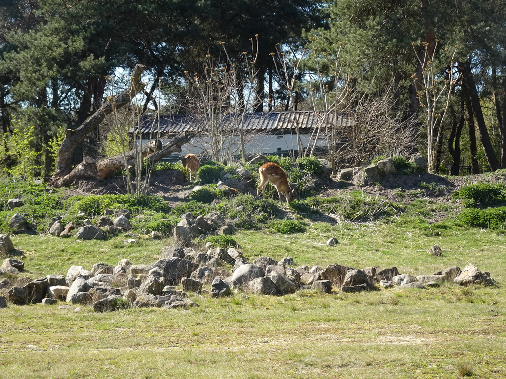 Sitatungas at the Safaripark Beekse Bergen