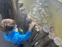 Max feeding bread to Common Carps at the Sitatunga enclosure at the Safaripark Beekse Bergen