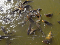 Common Carps at the Sitatunga enclosure at the Safaripark Beekse Bergen