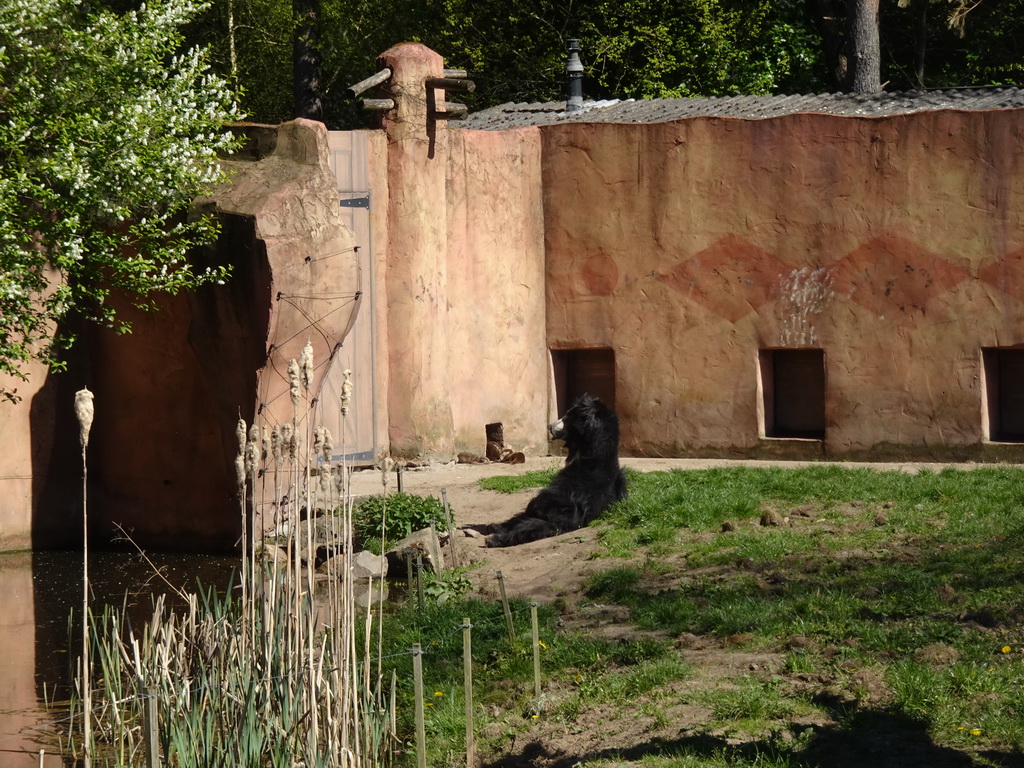 Sloth Bear and Asian Small-clawed Otters at the Safaripark Beekse Bergen