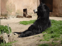 Sloth Bear and Asian Small-clawed Otters at the Safaripark Beekse Bergen