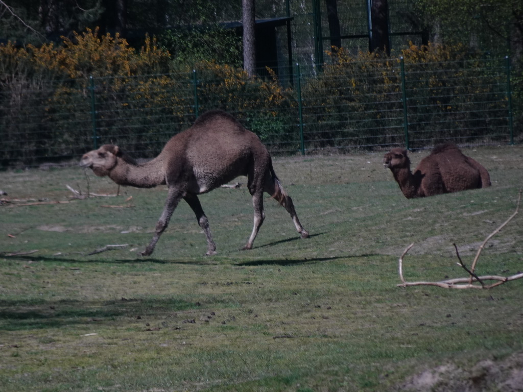 Dromedaries at the Safaripark Beekse Bergen, viewed from the car during the Autosafari