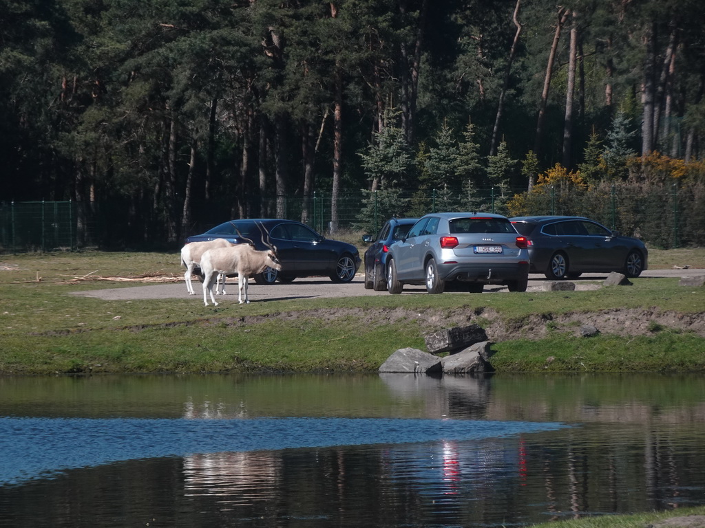 Addaxes and cars doing the Autosafari at the Safaripark Beekse Bergen, viewed from the car