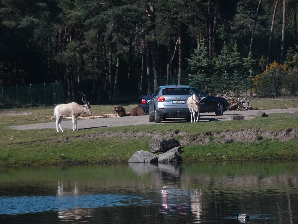 Dromedary, Addaxes and cars doing the Autosafari at the Safaripark Beekse Bergen, viewed from the car