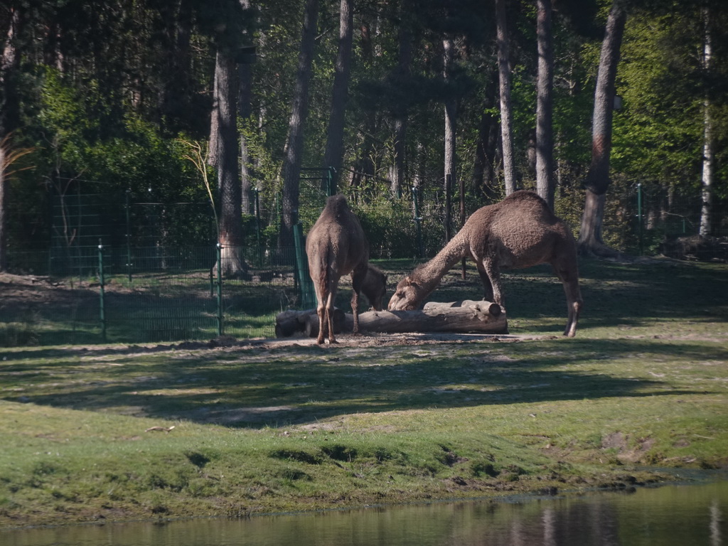 Dromedaries at the Safaripark Beekse Bergen, viewed from the car during the Autosafari