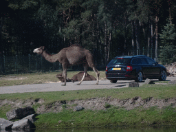Dromedaries and car doing the Autosafari at the Safaripark Beekse Bergen, viewed from the car