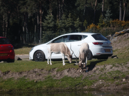 Addaxes and cars doing the Autosafari at the Safaripark Beekse Bergen, viewed from the car