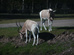 Addaxes at the Safaripark Beekse Bergen, viewed from the car doing the Autosafari