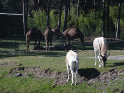 Dromedaries and Addaxes at the Safaripark Beekse Bergen, viewed from the car doing the Autosafari
