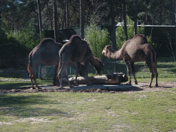 Dromedaries at the Safaripark Beekse Bergen, viewed from the car during the Autosafari