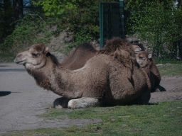 Dromedaries at the Safaripark Beekse Bergen, viewed from the car during the Autosafari