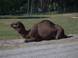 Dromedary at the Safaripark Beekse Bergen, viewed from the car during the Autosafari