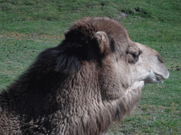 Head of a Dromedary at the Safaripark Beekse Bergen, viewed from the car during the Autosafari