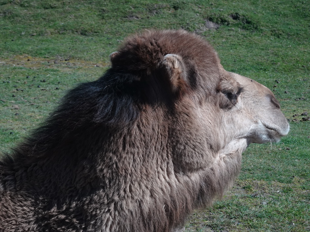 Head of a Dromedary at the Safaripark Beekse Bergen, viewed from the car during the Autosafari