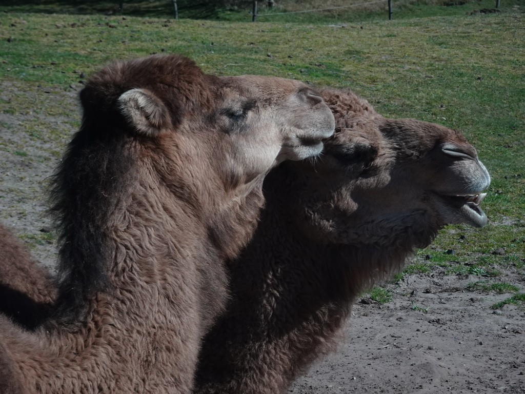 Heads of Dromedaries at the Safaripark Beekse Bergen, viewed from the car during the Autosafari