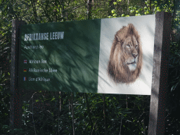 Explanation on the African Lion at the Safaripark Beekse Bergen, viewed from the car during the Autosafari