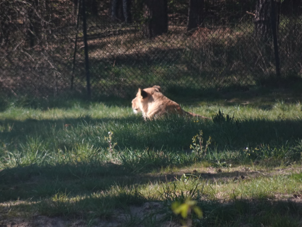 African Lion at the Safaripark Beekse Bergen, viewed from the car during the Autosafari