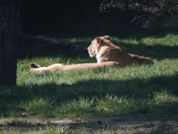 African Lions at the Safaripark Beekse Bergen, viewed from the car during the Autosafari