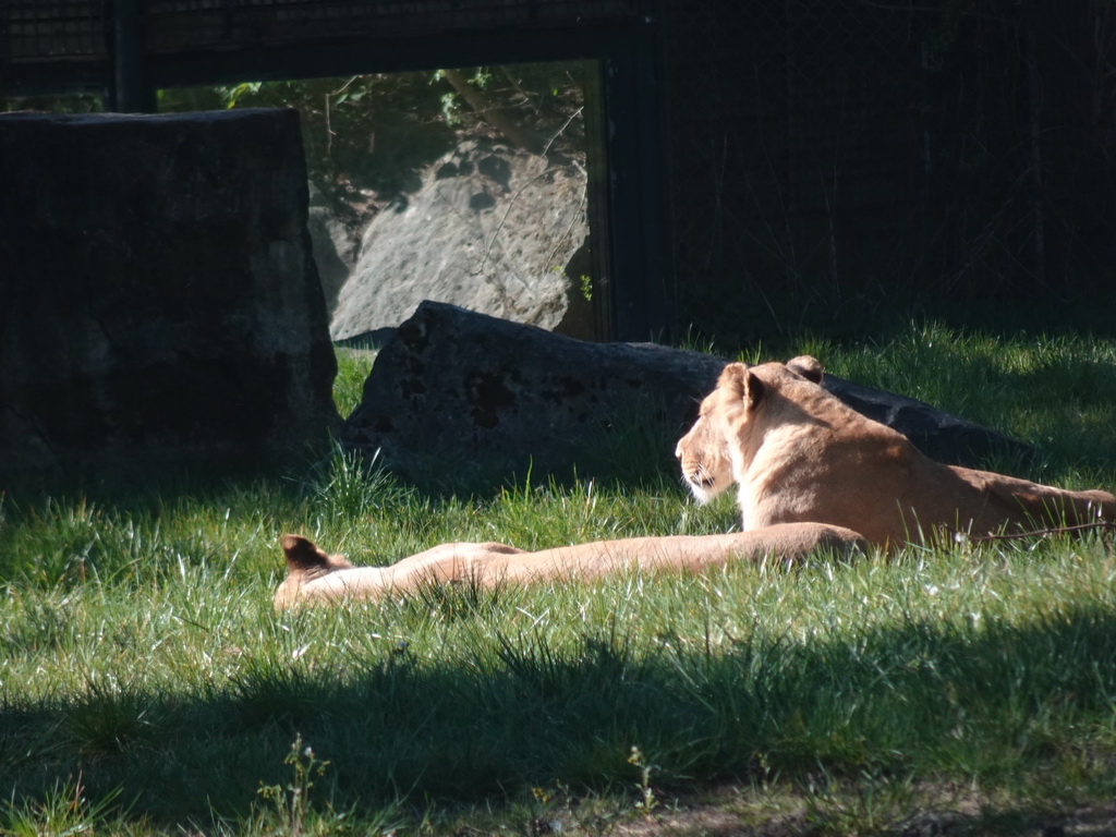 African Lions at the Safaripark Beekse Bergen, viewed from the car during the Autosafari