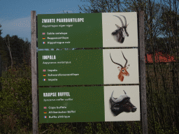 Explanation on the Sable Antelope, Impala and African Buffalo at the Safaripark Beekse Bergen, viewed from the car during the Autosafari