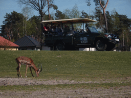 Impala and jeep doing the Autosafari at the Safaripark Beekse Bergen, viewed from the car