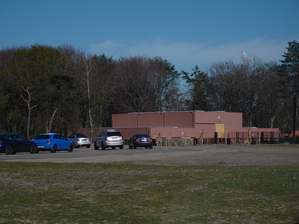 Rothschild`s Giraffes, cars doing the Autosafari and a building of the Safari Resort at the Safaripark Beekse Bergen, viewed from the car