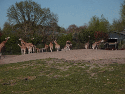 Rothschild`s Giraffes, Grévy`s Zebras and Sable Antelopes at the Safaripark Beekse Bergen, viewed from the car during the Autosafari