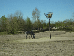 Grévy`s Zebra at the Safaripark Beekse Bergen, viewed from the car during the Autosafari