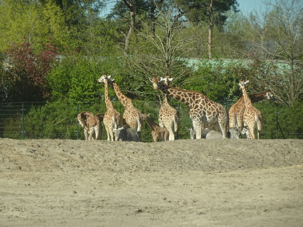 Rothschild`s Giraffes and Grévy`s Zebras at the Safaripark Beekse Bergen, viewed from the car during the Autosafari