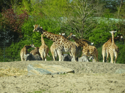 Rothschild`s Giraffes and Grévy`s Zebras at the Safaripark Beekse Bergen, viewed from the car during the Autosafari