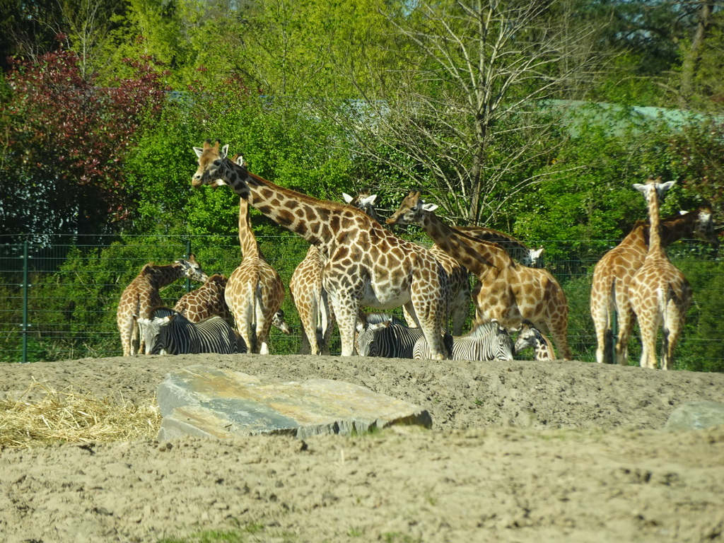 Rothschild`s Giraffes and Grévy`s Zebras at the Safaripark Beekse Bergen, viewed from the car during the Autosafari