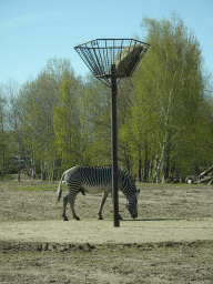 Grévy`s Zebra at the Safaripark Beekse Bergen, viewed from the car during the Autosafari