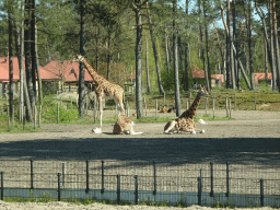 Rothschild`s Giraffes, Antelopes and Ostrich at the Safari Resort at the Safaripark Beekse Bergen, viewed from the car during the Autosafari