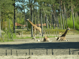 Rothschild`s Giraffes, Antelopes and Ostriches at the Safari Resort at the Safaripark Beekse Bergen, viewed from the car during the Autosafari