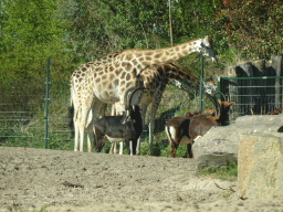 Rothschild`s Giraffes and Sable Antelopes at the Safaripark Beekse Bergen, viewed from the car during the Autosafari