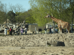 Rothschild`s Giraffe and Hamadryas Baboons at the Safaripark Beekse Bergen, viewed from the car during the Autosafari