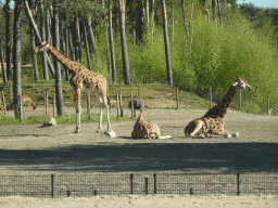Rothschild`s Giraffes, Antelopes and Ostrich at the Safari Resort at the Safaripark Beekse Bergen, viewed from the car during the Autosafari
