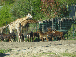 Rothschild`s Giraffes and Sable Antelopes at the Safaripark Beekse Bergen, viewed from the car during the Autosafari