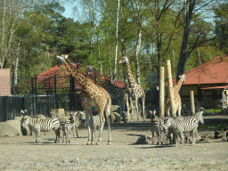 Rothschild`s Giraffes and Grévy`s Zebras at the Safaripark Beekse Bergen, viewed from the car during the Autosafari