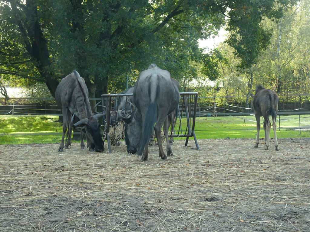 Wildbeests at the Safaripark Beekse Bergen, viewed from the car during the Autosafari