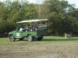 Jeep and Grévy`s Zebra at the Safaripark Beekse Bergen, viewed from the car during the Autosafari