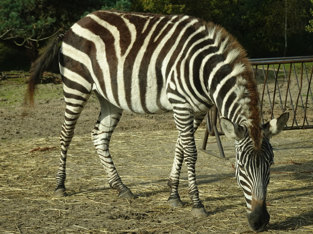 Grévy`s Zebra at the Safaripark Beekse Bergen, viewed from the car during the Autosafari